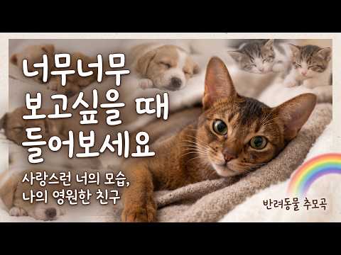 닿지 못한 용서