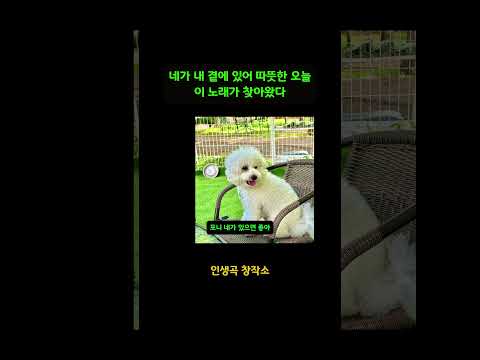 포니 네가 있으면 좋아, 그냥 네가 있어서 좋아" 솜사탕 댕댕이 힐링송🐾 #반려견 #비숑 #인생곡창작소